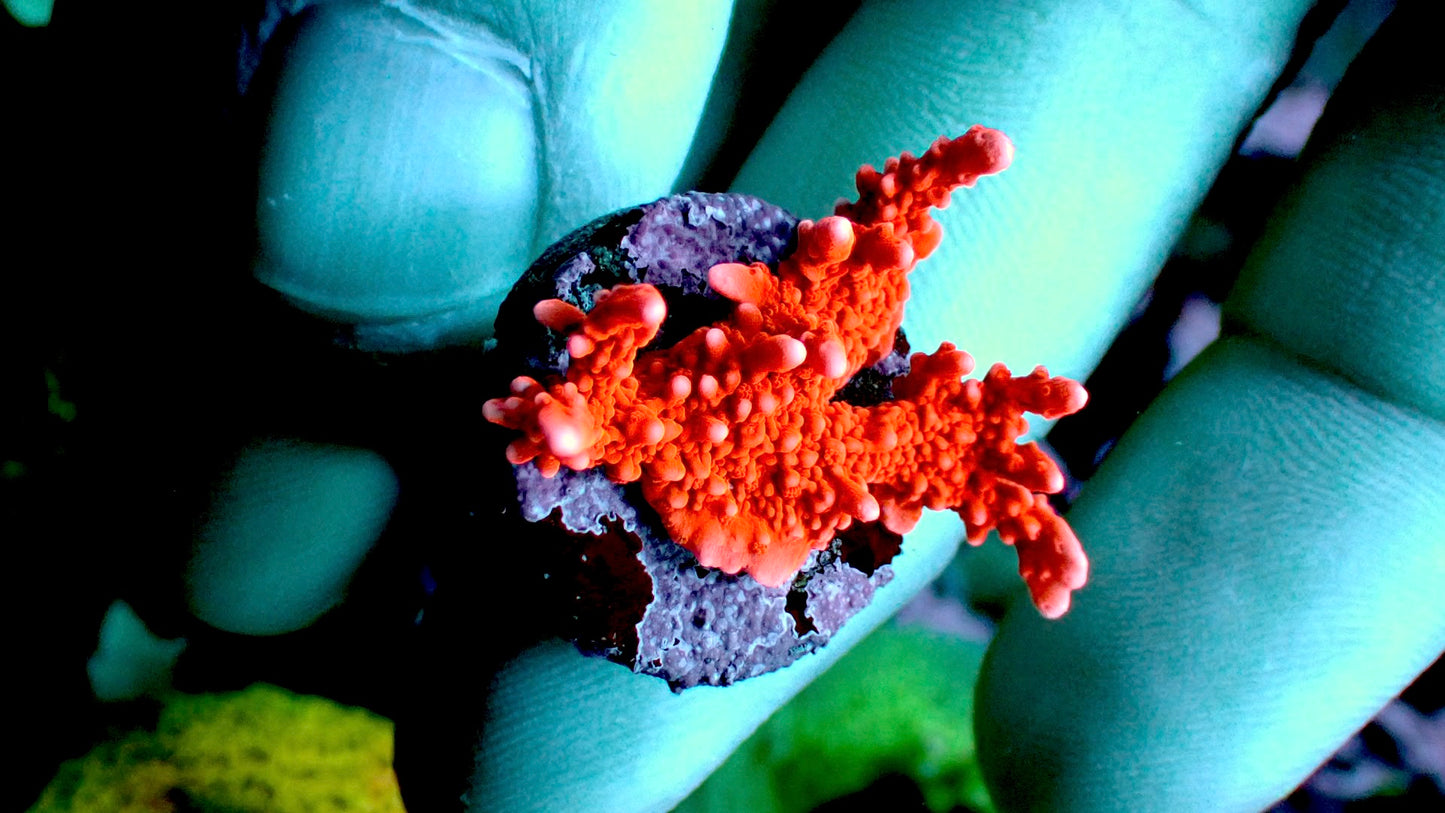 Fire starter monti 1” frag