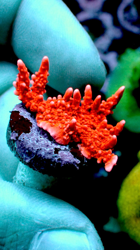 Fire starter monti 1” frag