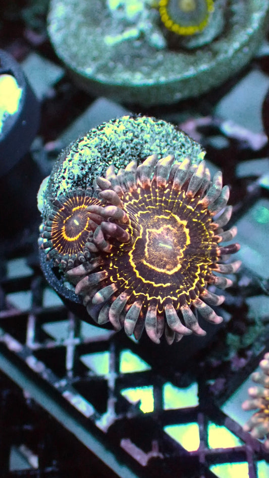Stratospheres zoas 2 heads 1” frag