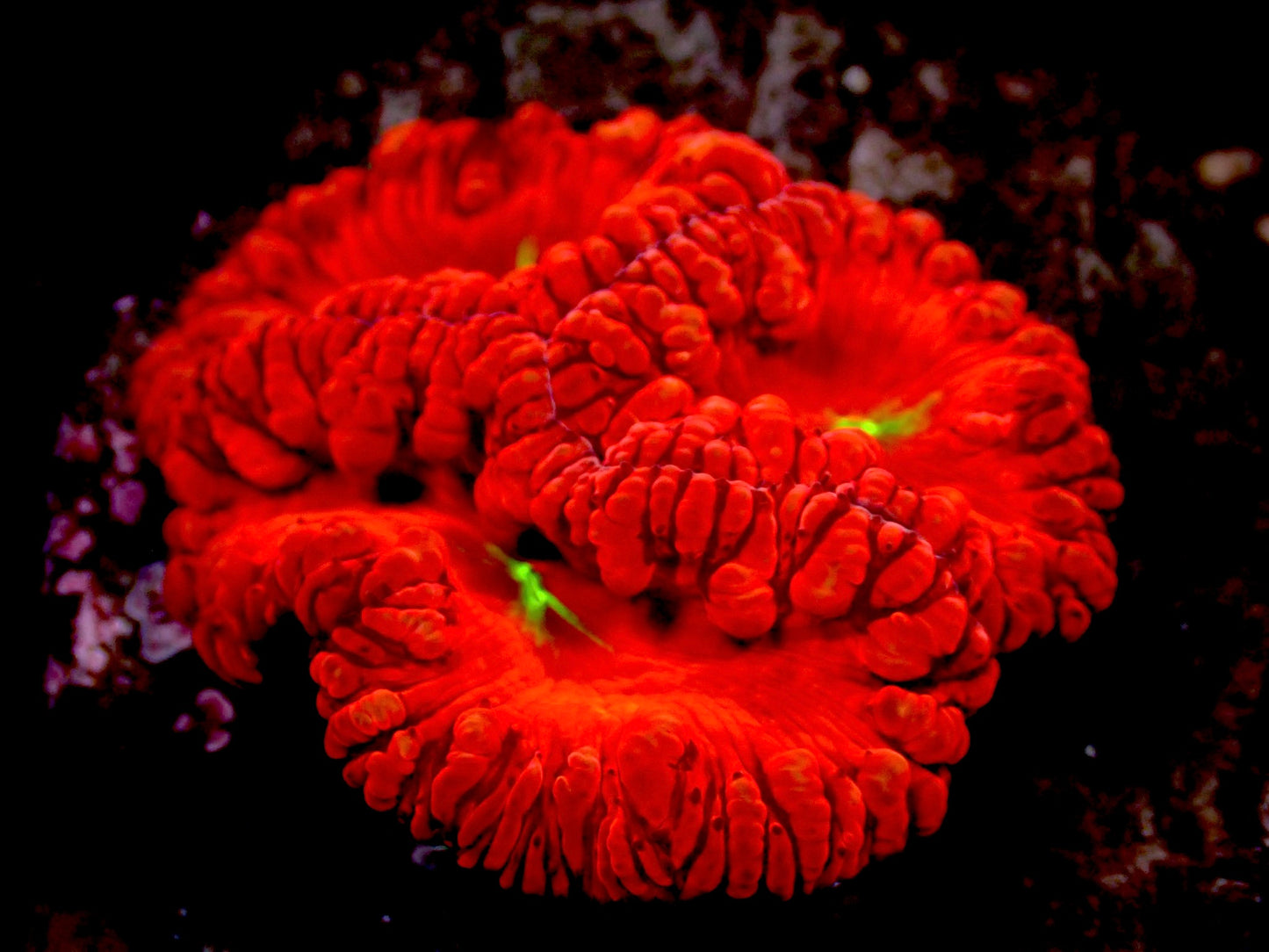 Cherry daddy Blastomussa wellsi 3" colony
