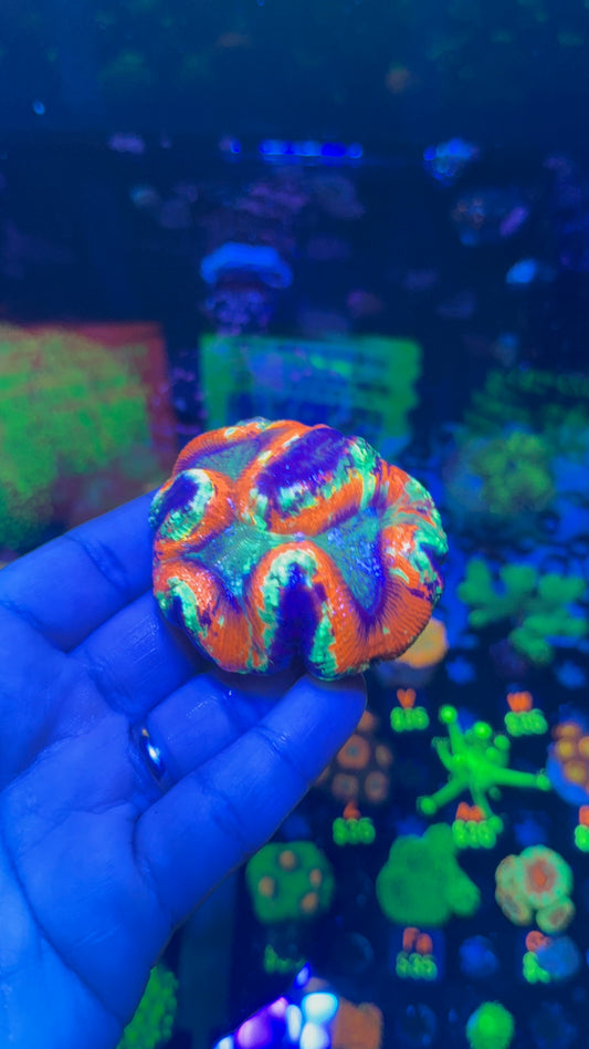 Rainbow Wellsophyllia 4” WYSIWYG