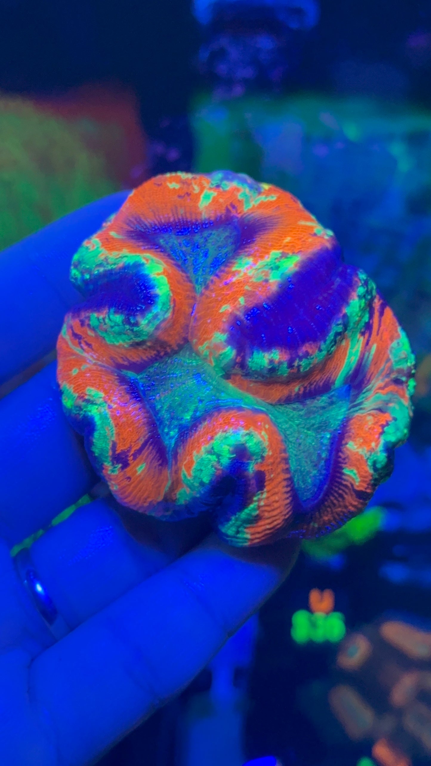 Rainbow Wellsophyllia 4” WYSIWYG