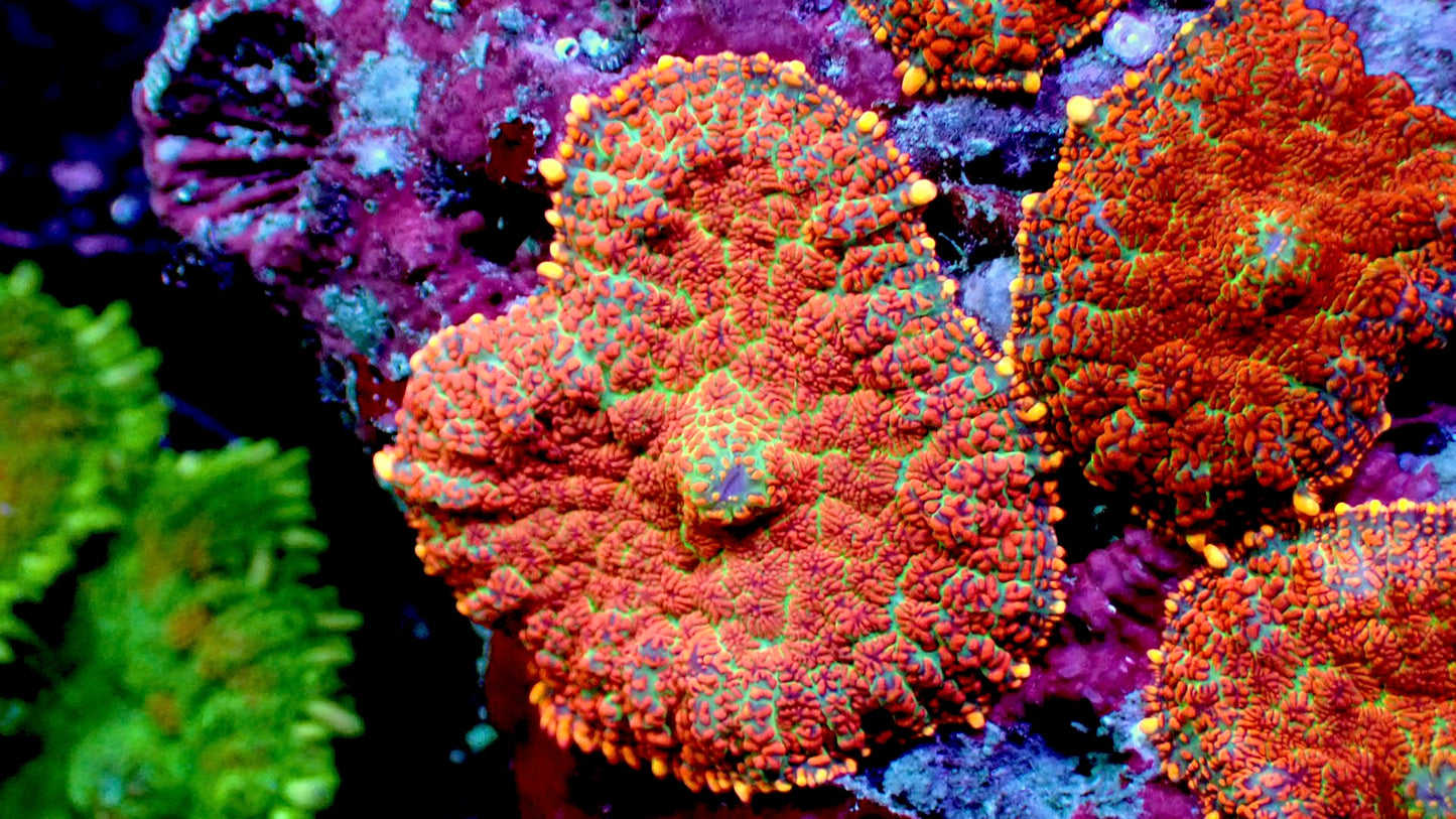 Indian blanket mushroom 1” frag