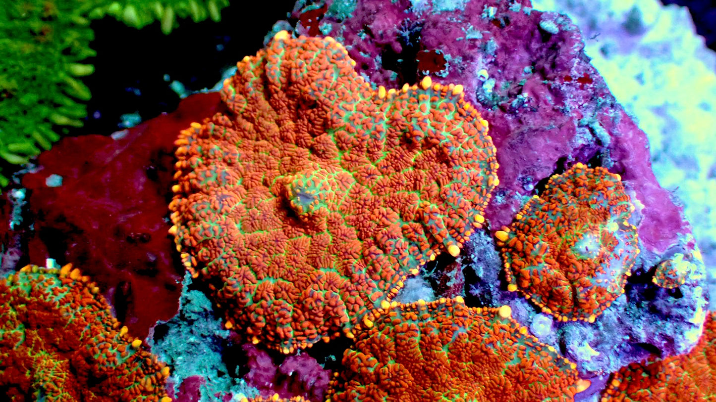 Indian blanket mushroom 1” frag