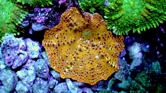 Leopard mushroom 1” frag