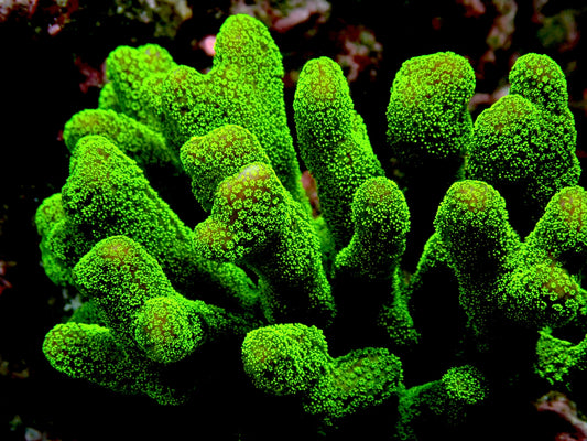 Green Stylo