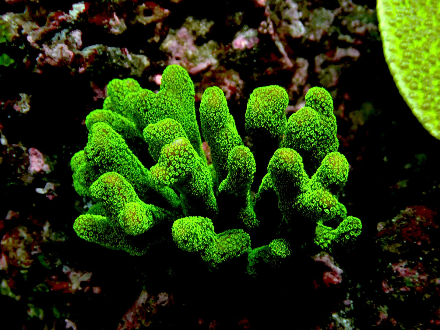 Green Stylo