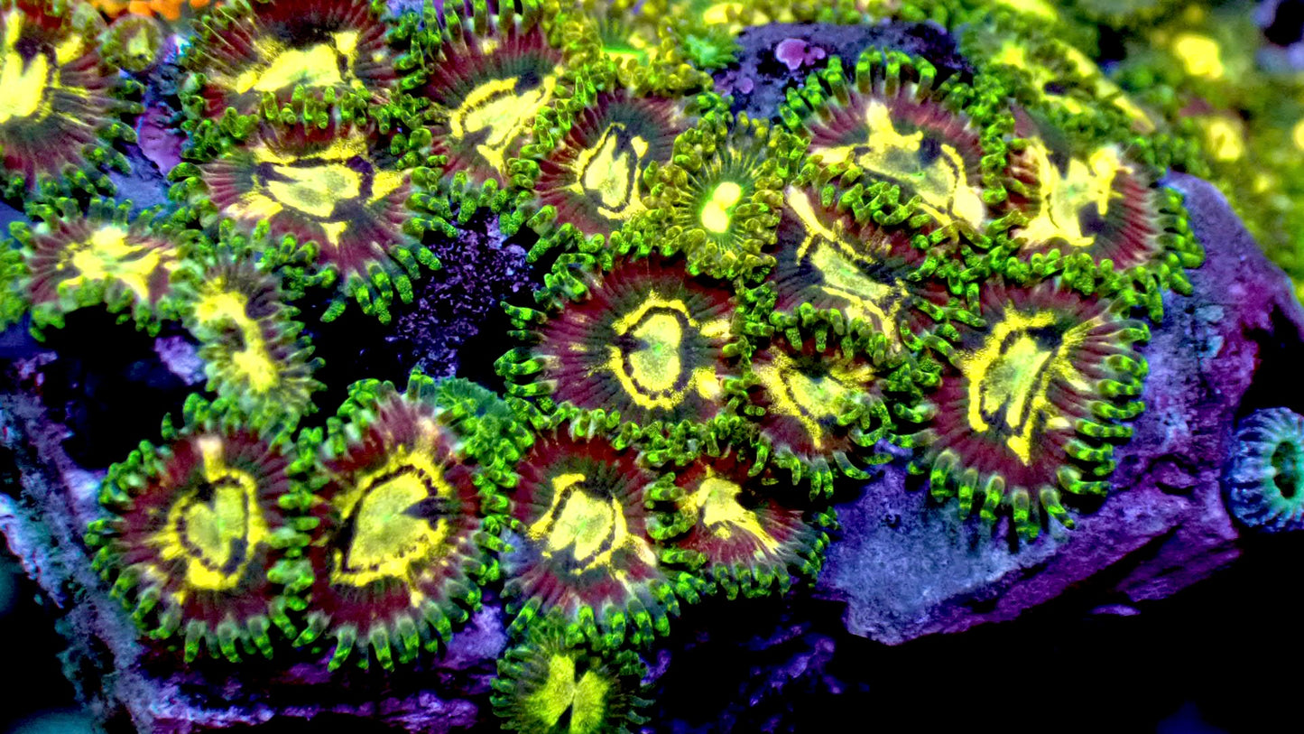 Evil avocado zoas 1” frag