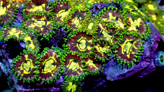 Evil avocado zoas 1” frag