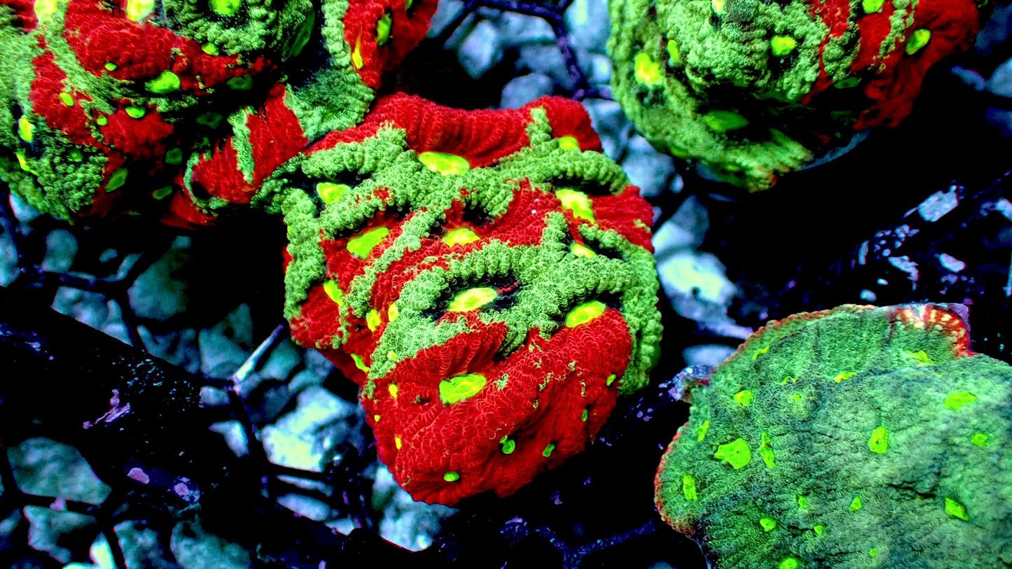 Ocean splash war coral 1” frag