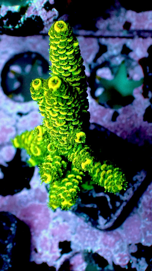 Yellow sunset millepora 1” frag