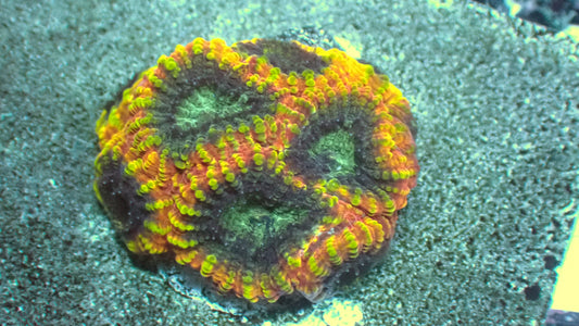 Yellow submarine favia 1” frag