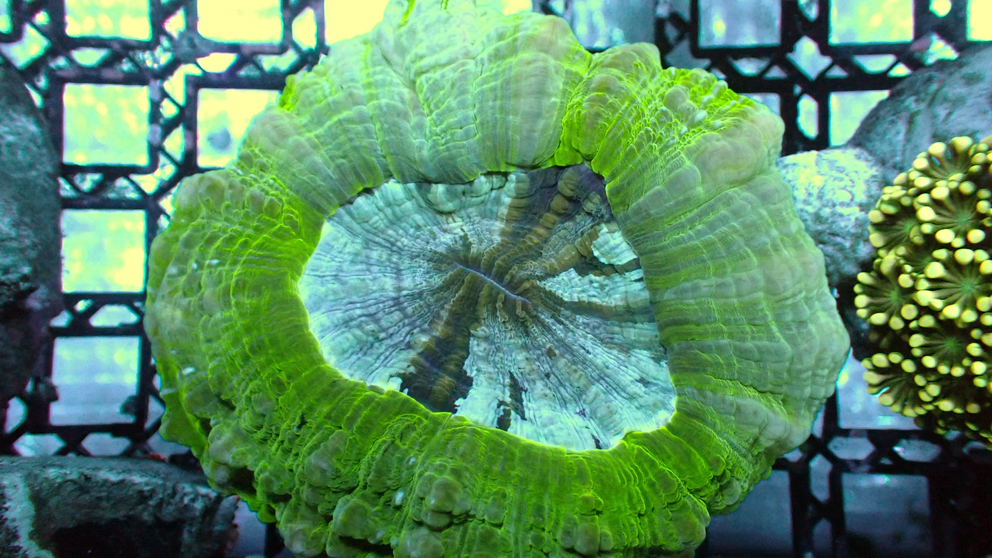 Ice queen acanthophyllia 4”