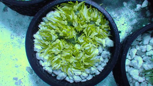 Camo rock flower anemone 2” WYSIWYG