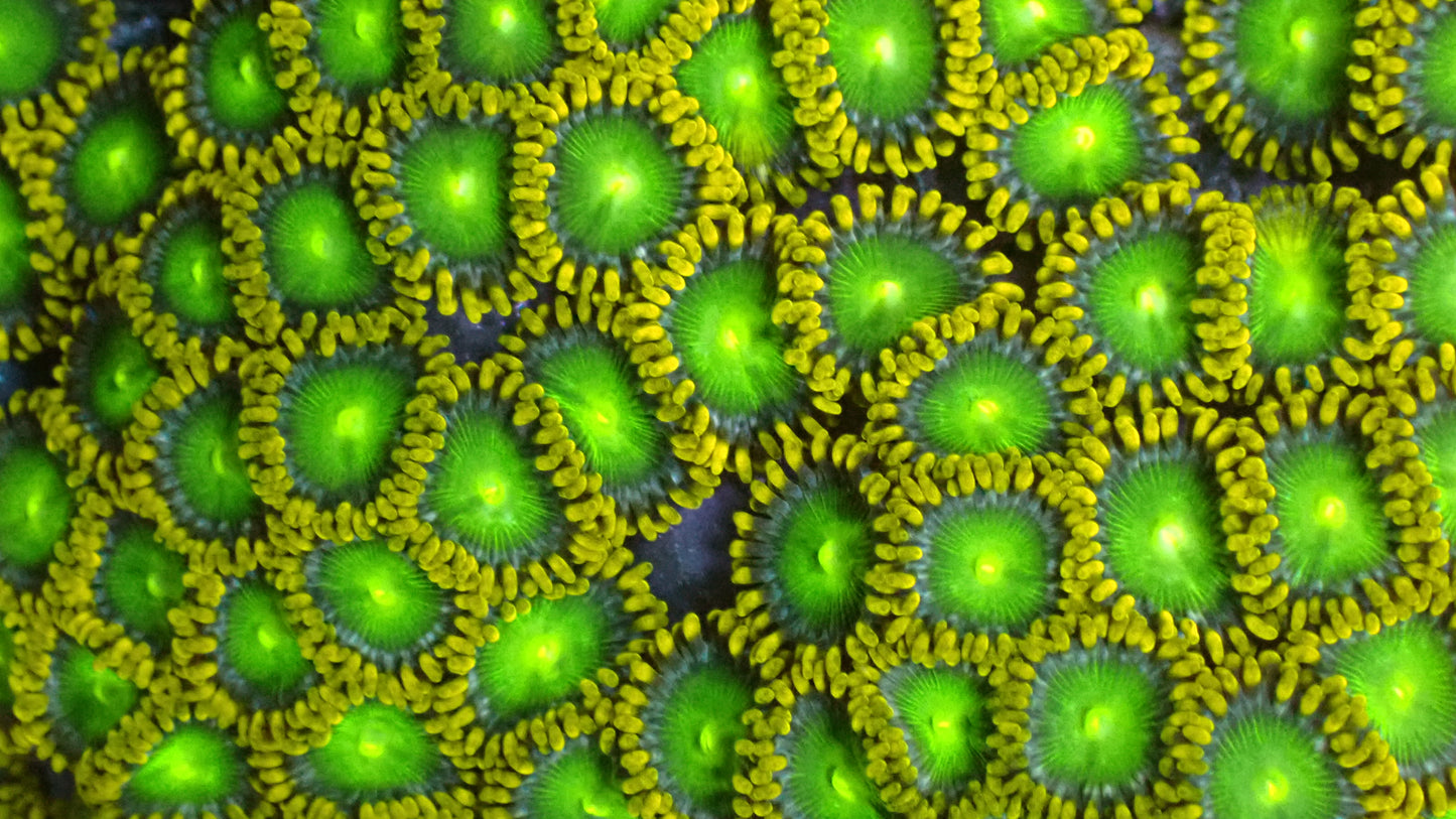 Radioactive dragon eyes 1” frag (3+ heads)