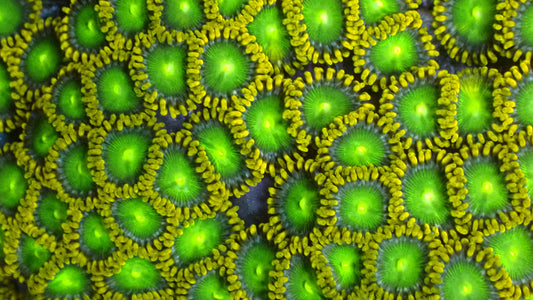 Radioactive dragon eyes 1” frag (3+ heads)