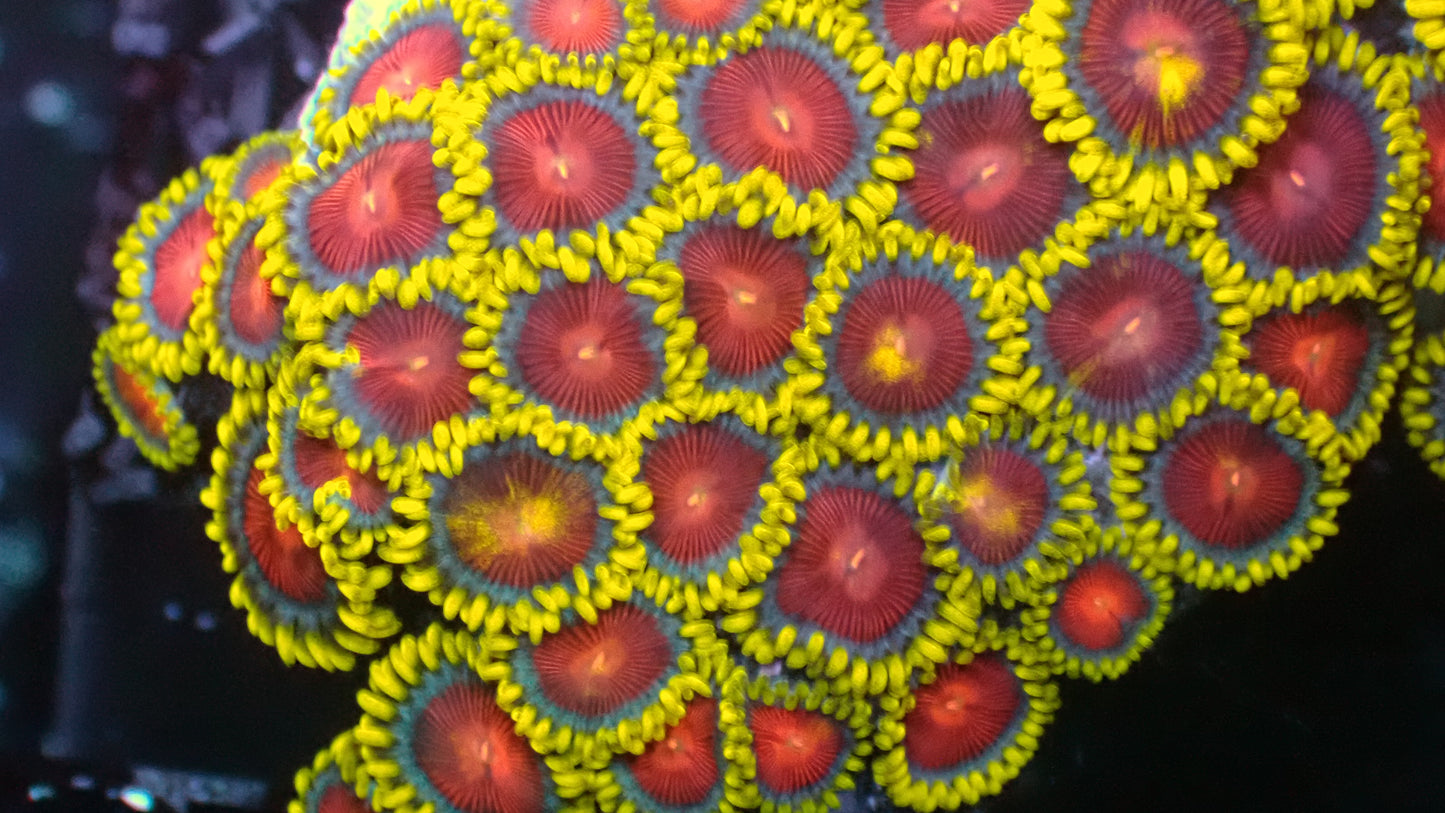 CC spitfire zoas 1” frag (4+ heads)