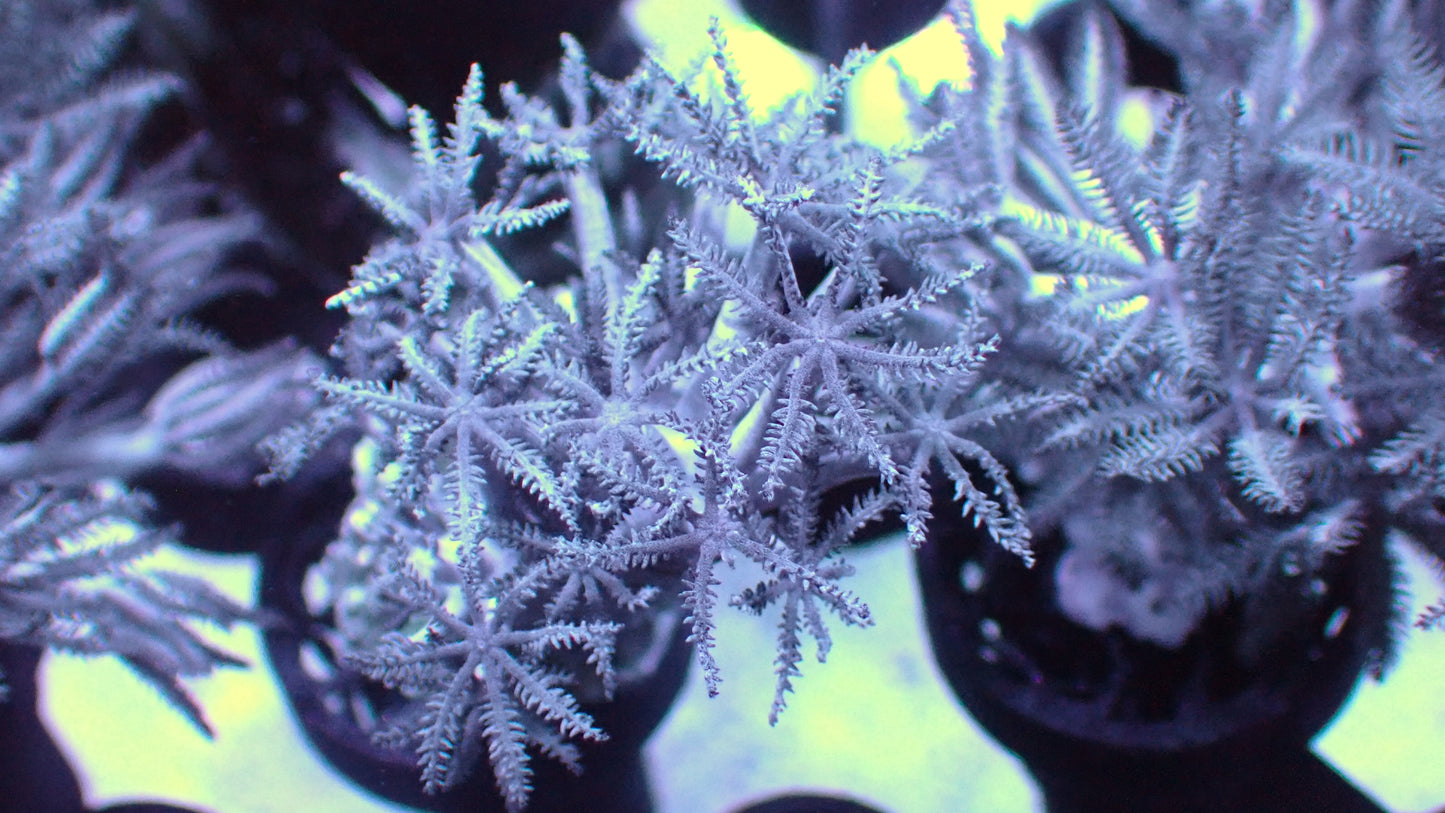 Pulsing Xenia 1” frag
