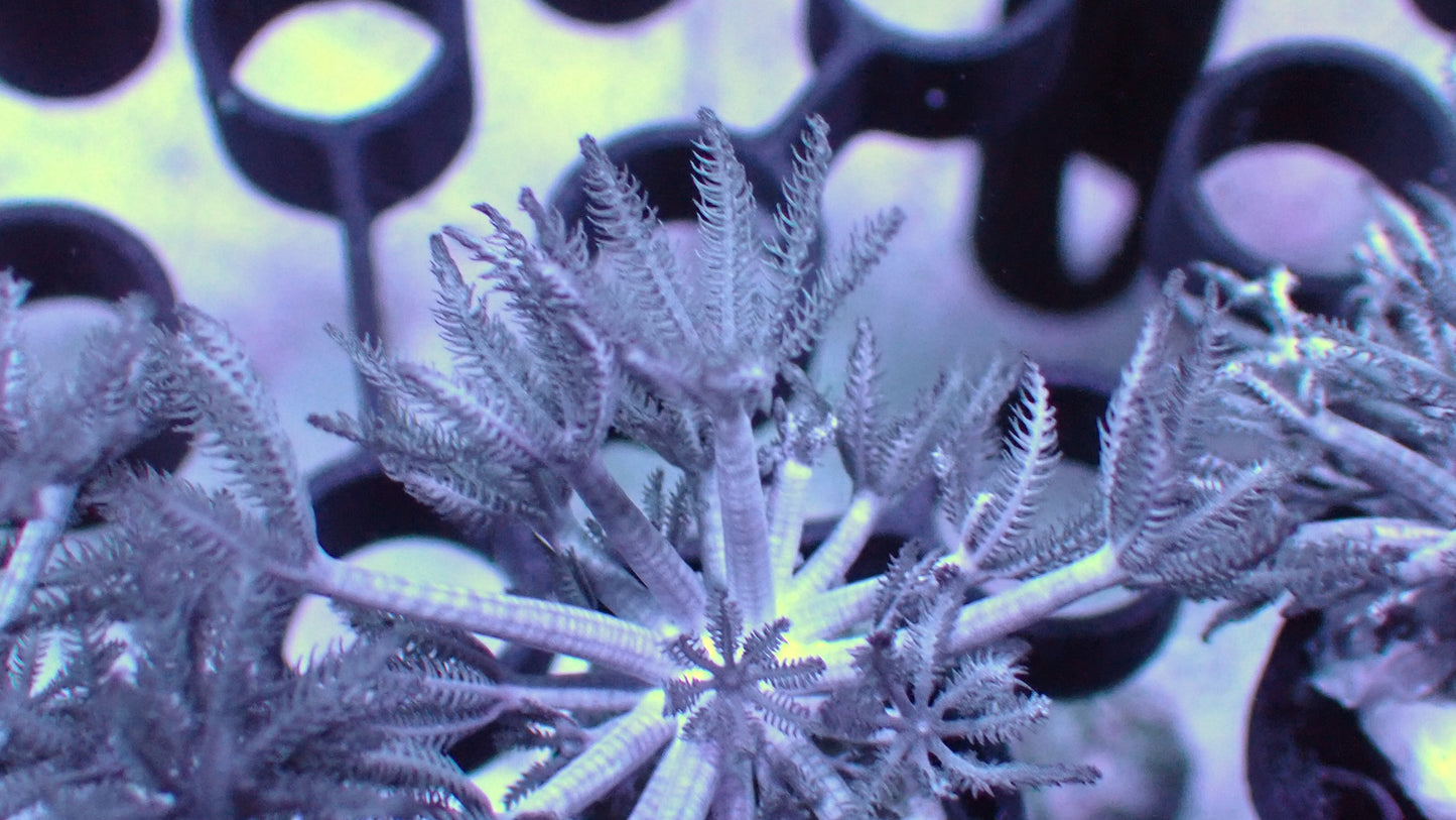 Pulsing Xenia 1” frag