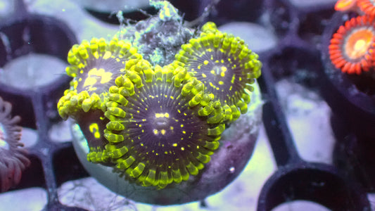 Exosphere Zoas 1” frag