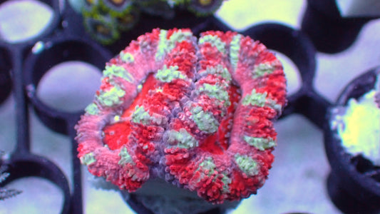 Red tiger acan lord 1” frag