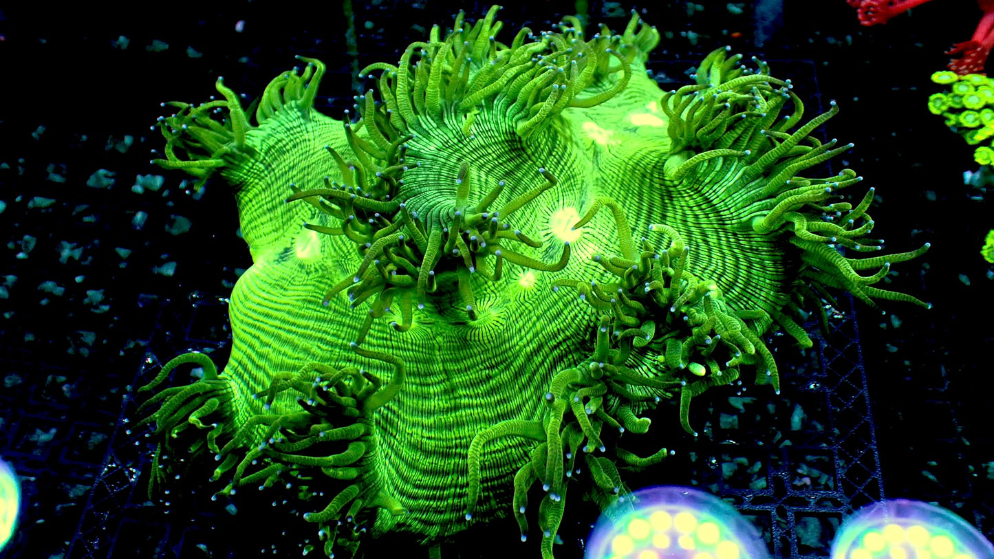 Teal elegance corals 6” show piece WYSIWYG