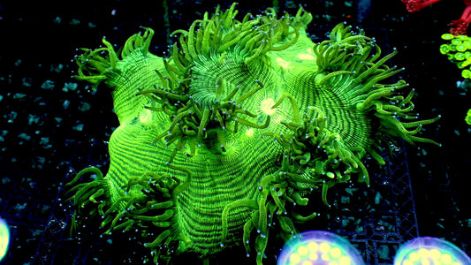 Teal elegance corals 6” show piece WYSIWYG