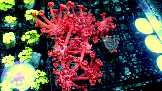 Red goniopora 1” frag