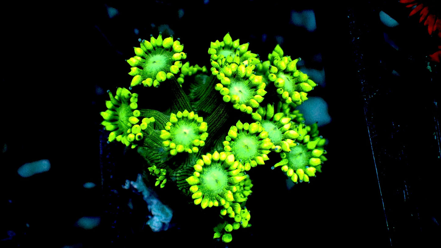 Aussie Neon green Goni 1” frag