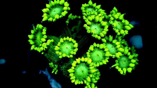 Aussie Neon green Goni 1” frag