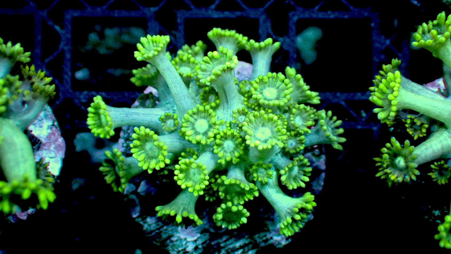 Blue goniopora 1” frag