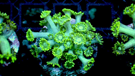 Blue goniopora 1” frag