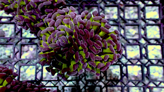 Bicolor hammer 1” frag