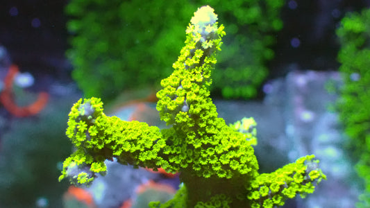 Tubbs blue digitata 1” frag