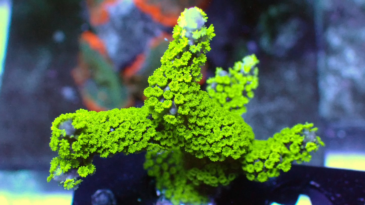 Tubbs blue digitata 1” frag