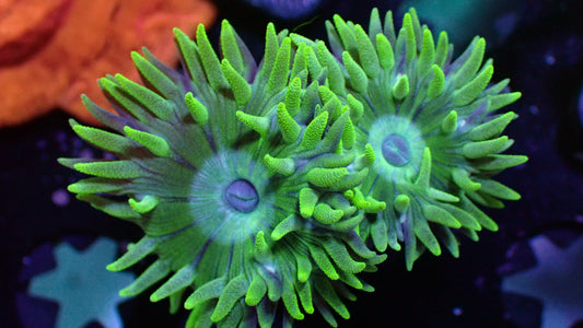 Blue mouth Duncan 1” frag
