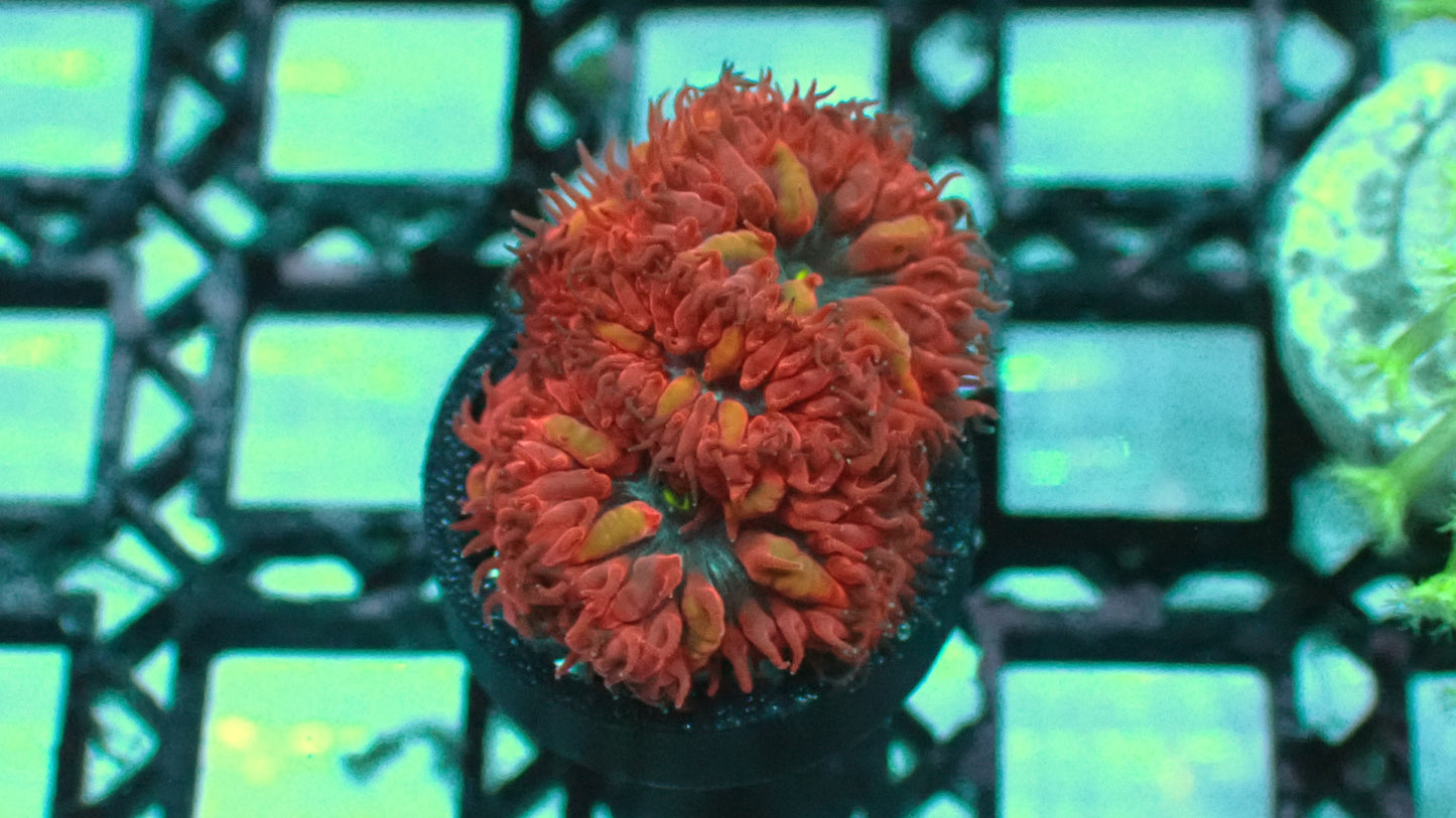 Blue raven blasto 1” frag Rare! WYSIWYG