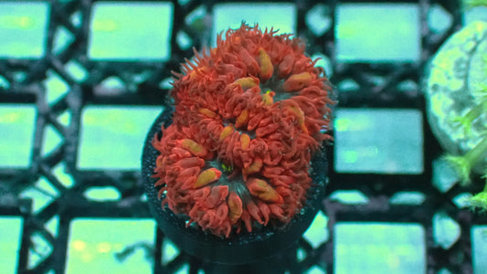 Blue raven blasto 1” frag Rare! WYSIWYG