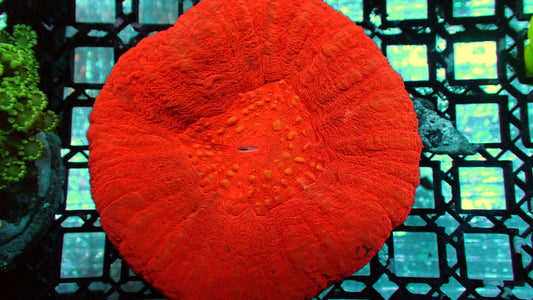 Monster XL bright red scoly WYSIWYG