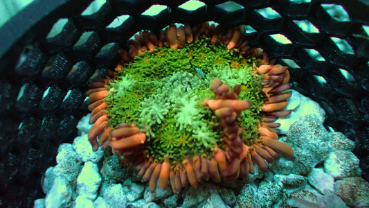 Frankenstein mushroom 2” WYSIWYG
