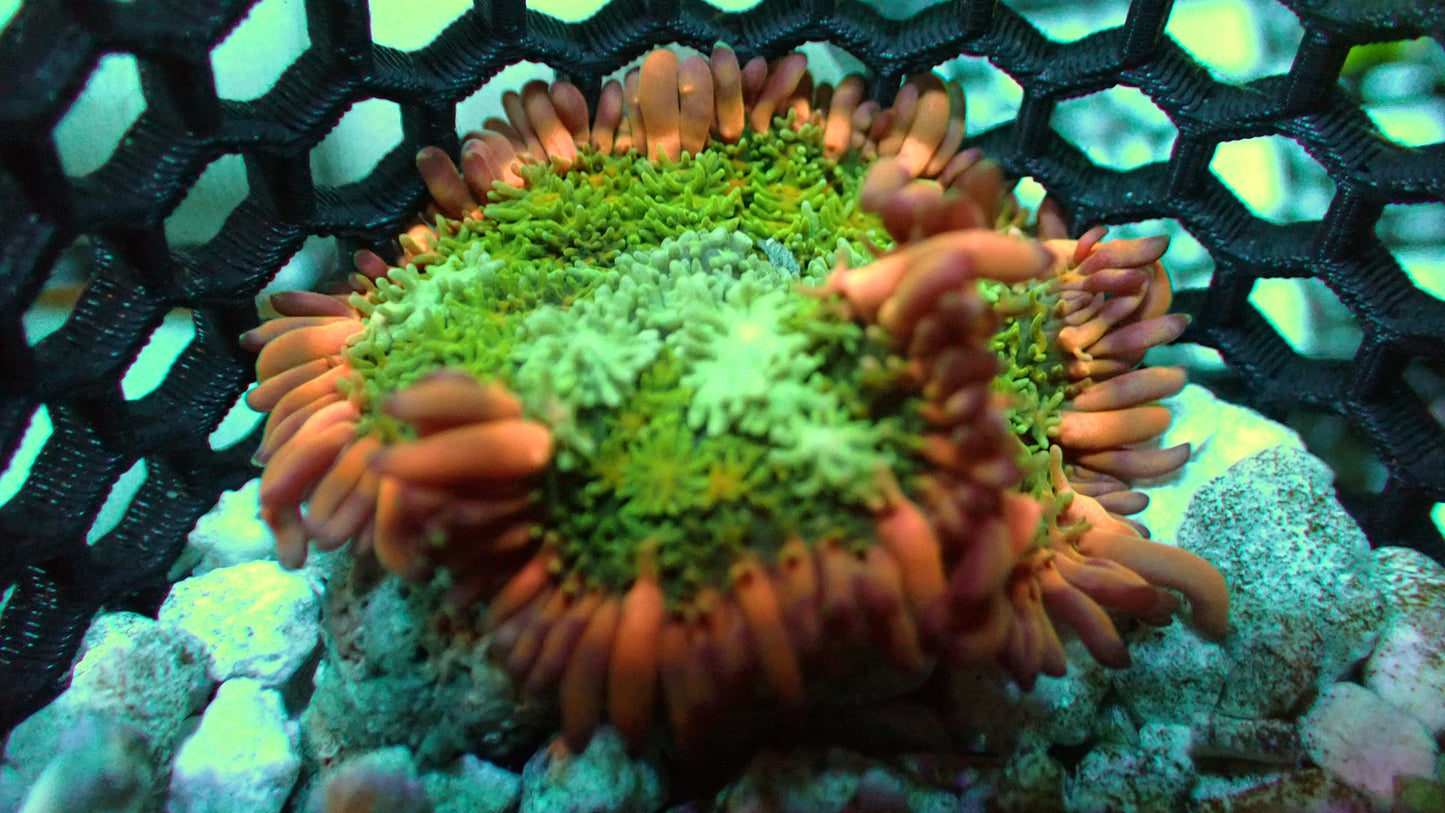 Frankenstein mushroom 2” WYSIWYG