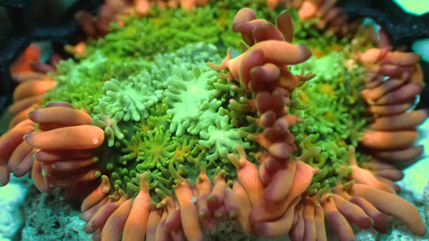 Frankenstein mushroom 2” WYSIWYG