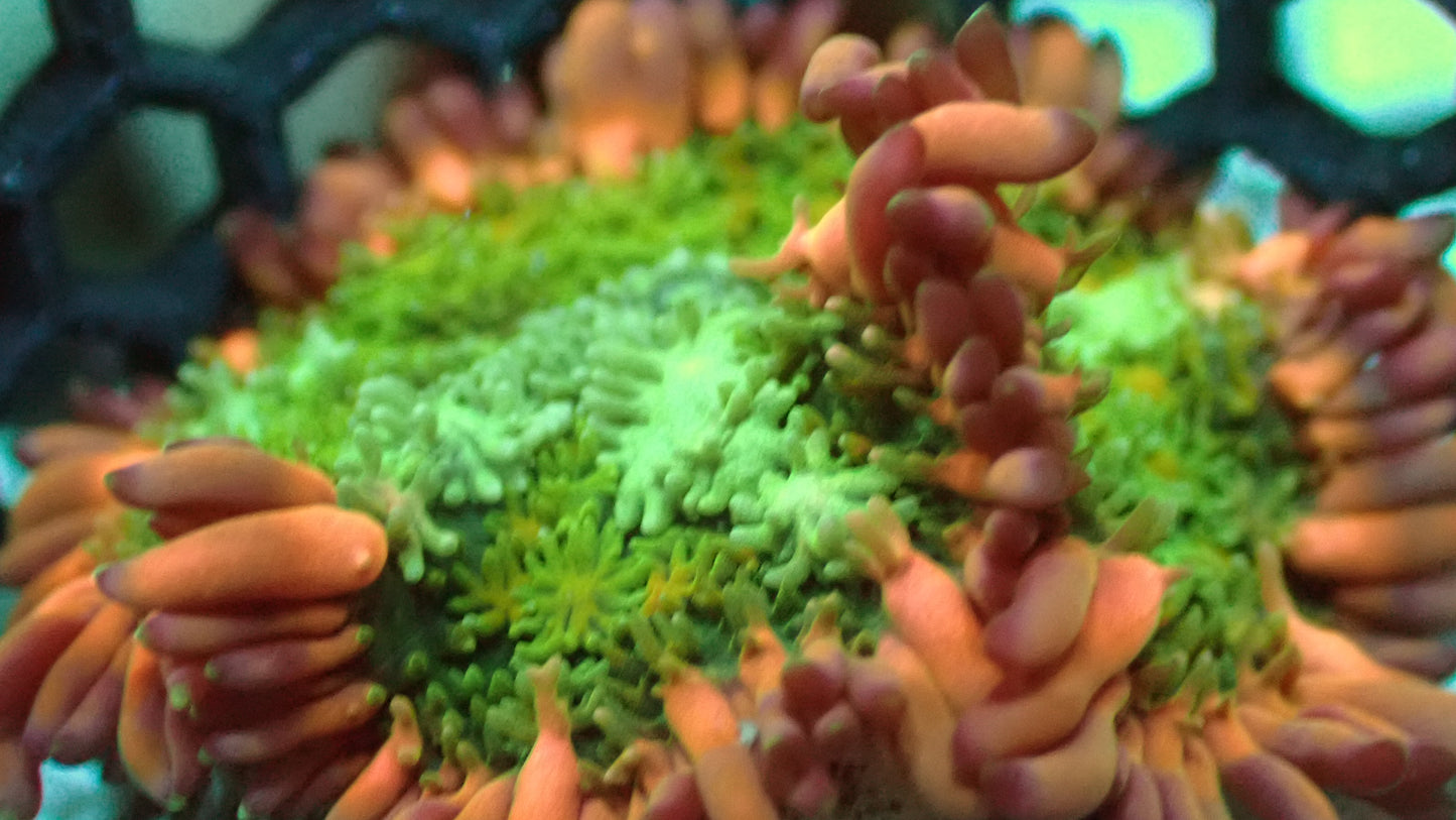 Frankenstein mushroom 2” WYSIWYG