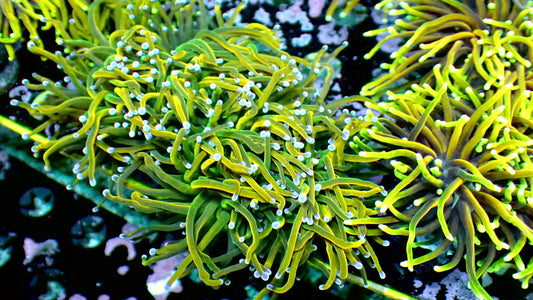 Dragon tamer torch 1” frag