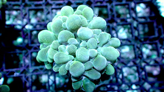 Bubble coral branching 2” frag