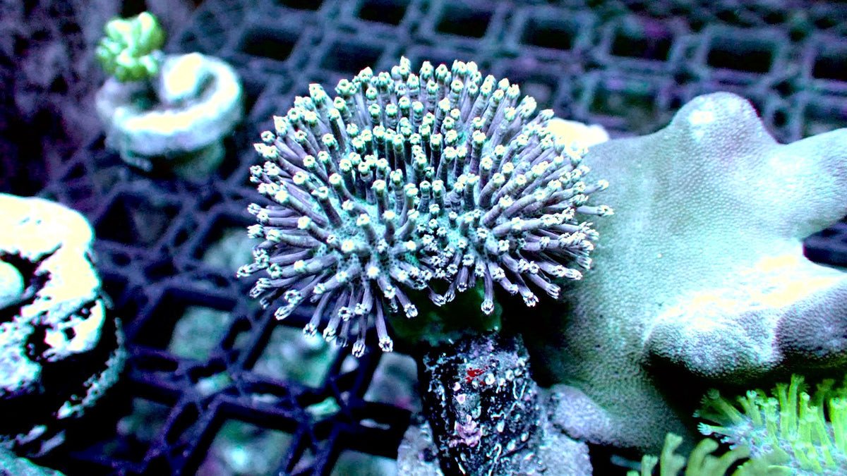 Toadstool Reef Blue toadstool 1” frag – Reef To Go