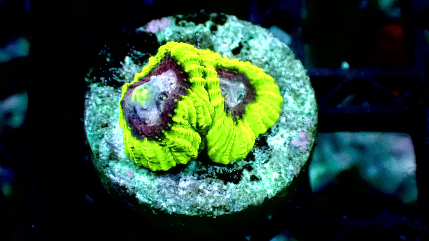 Joker Favia 1” frag