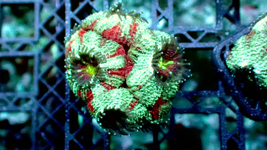 Blue acan lords 1” frag