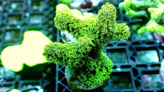 Neon green stylo 1” frag