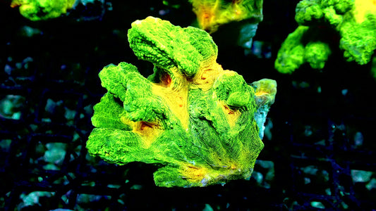 Space invader pectinia